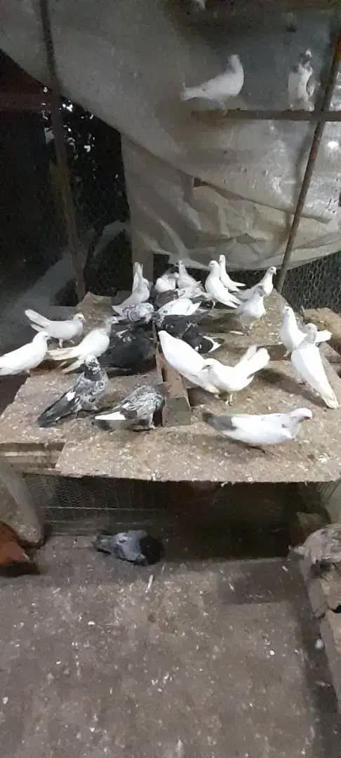 کبوتر فروشی همه یکجا|پرنده|آمل, |دیوار