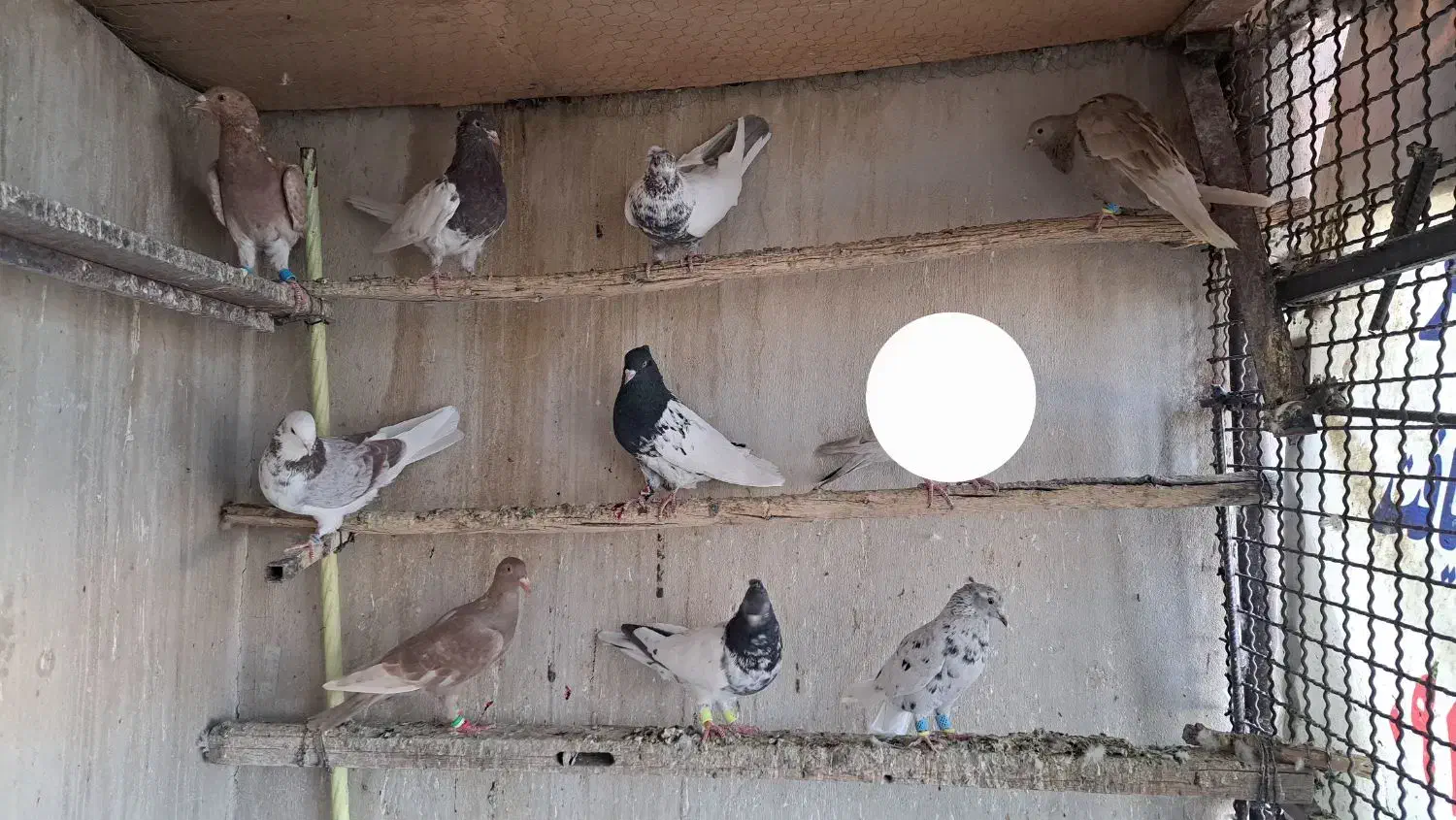 کبوتر رنگی سرور دمبی کفتر هوایی نر|پرنده|اصفهان, قائمیه|دیوار