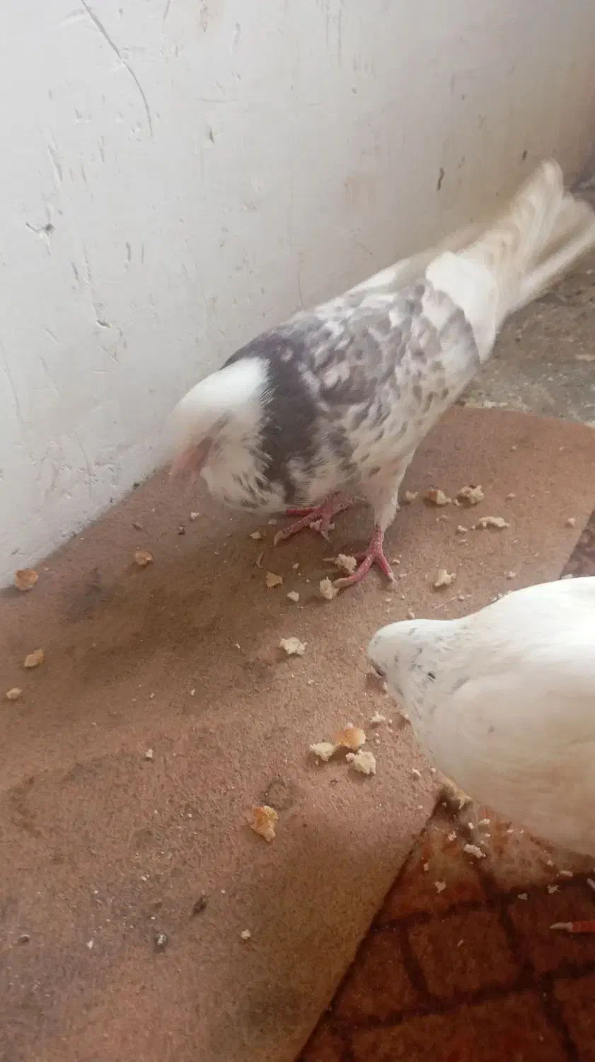 کبوتر جفتی خیلی خوب|پرنده|قائمشهر, |دیوار