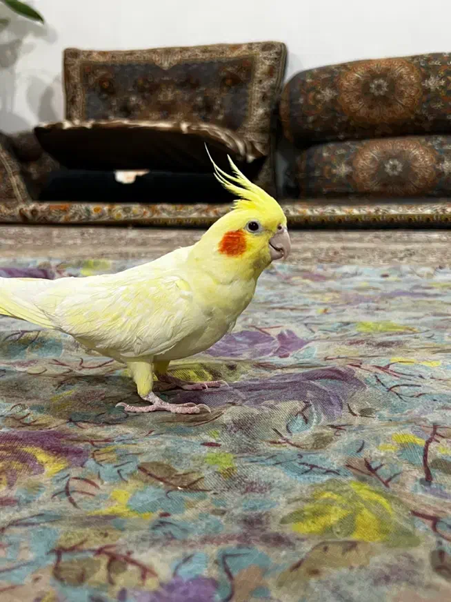 عروس هلندی لوتینو زعفرانی|پرنده|سنندج, |دیوار