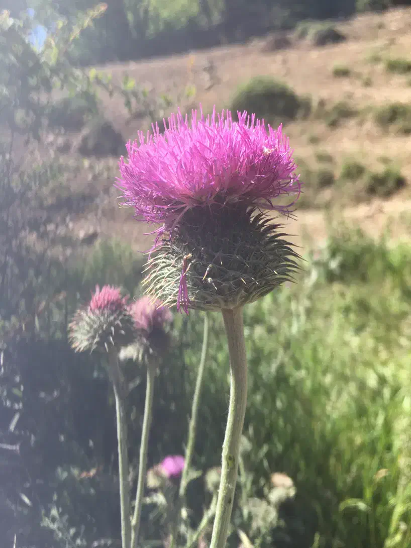 باغ فروشی|فروش خانه و ویلا|شاهرود, |دیوار