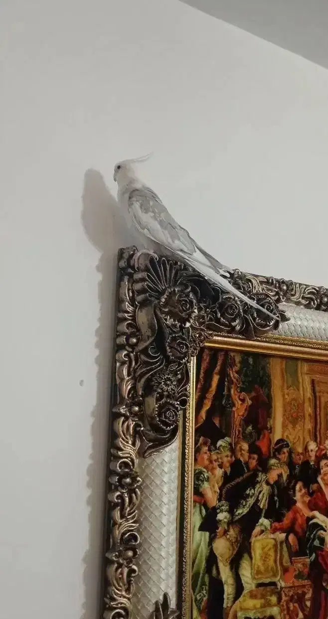 عروس هلندی|پرنده|هشتگرد, شهرک ولیعصر (مهستان)|دیوار