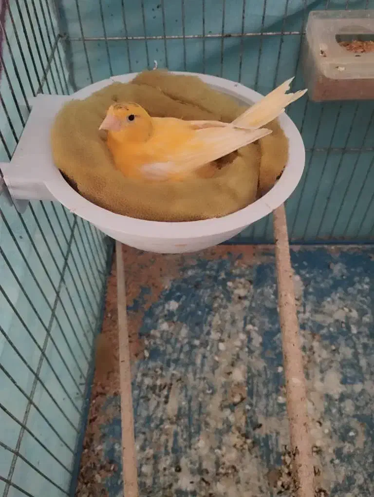 فروش قناری ماده کار|پرنده|داراب, |دیوار