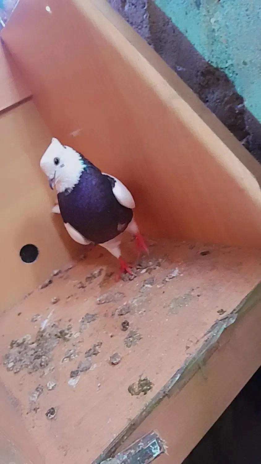 طوقیماده|پرنده|رودبنه, |دیوار