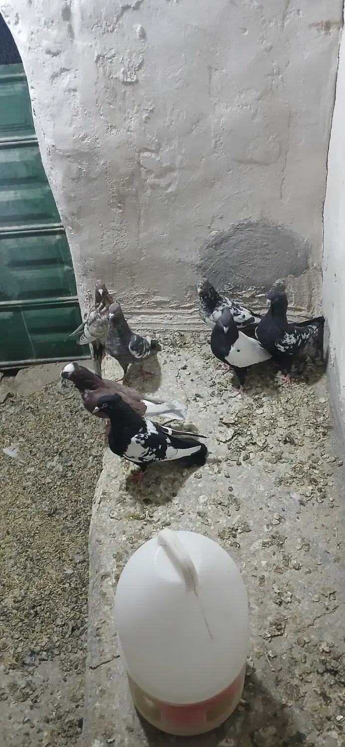 کبوتر|پرنده|کرفتو, |دیوار