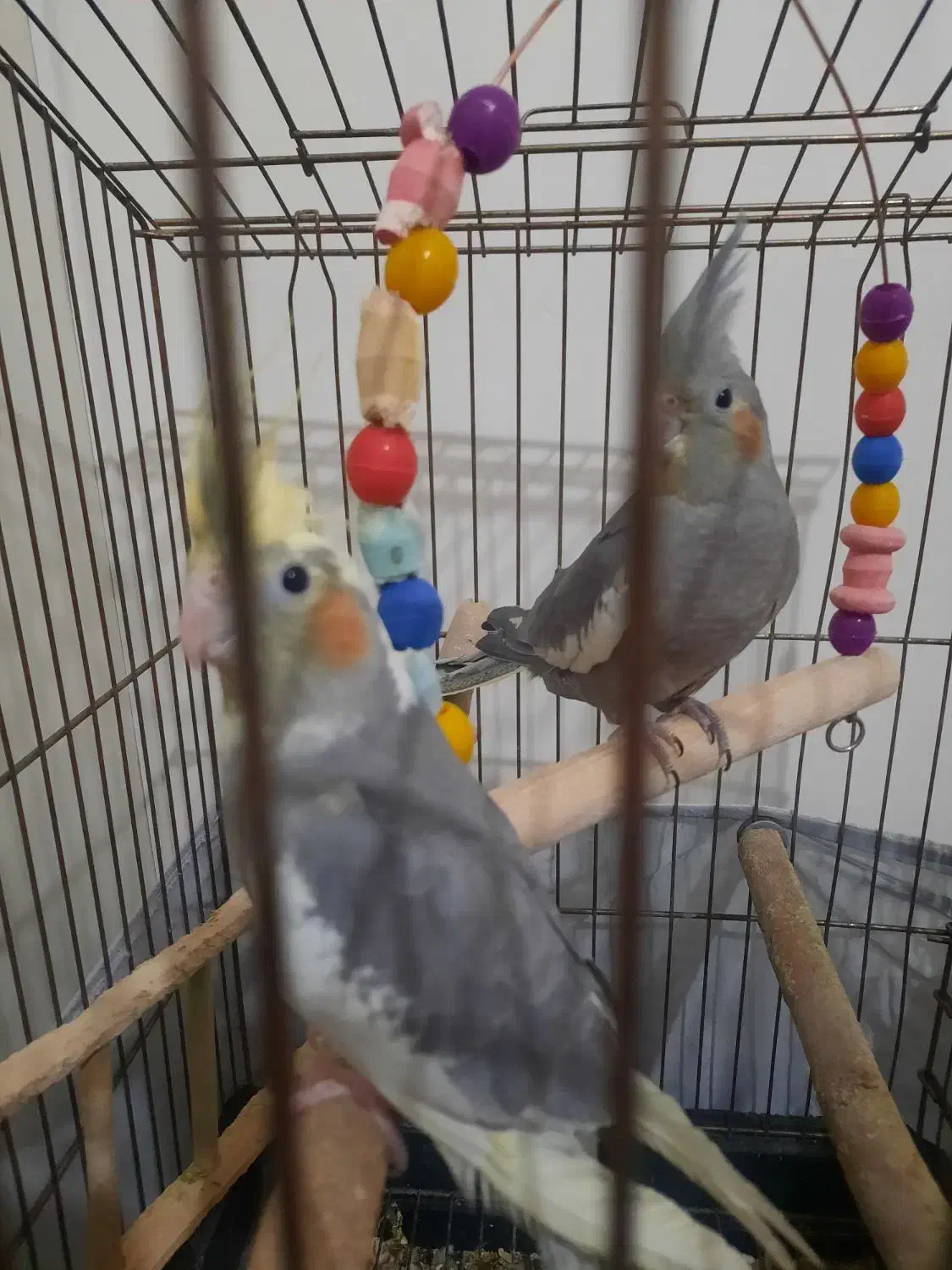 دو عدد عروس هلندی با قفس|پرنده|بومهن, |دیوار