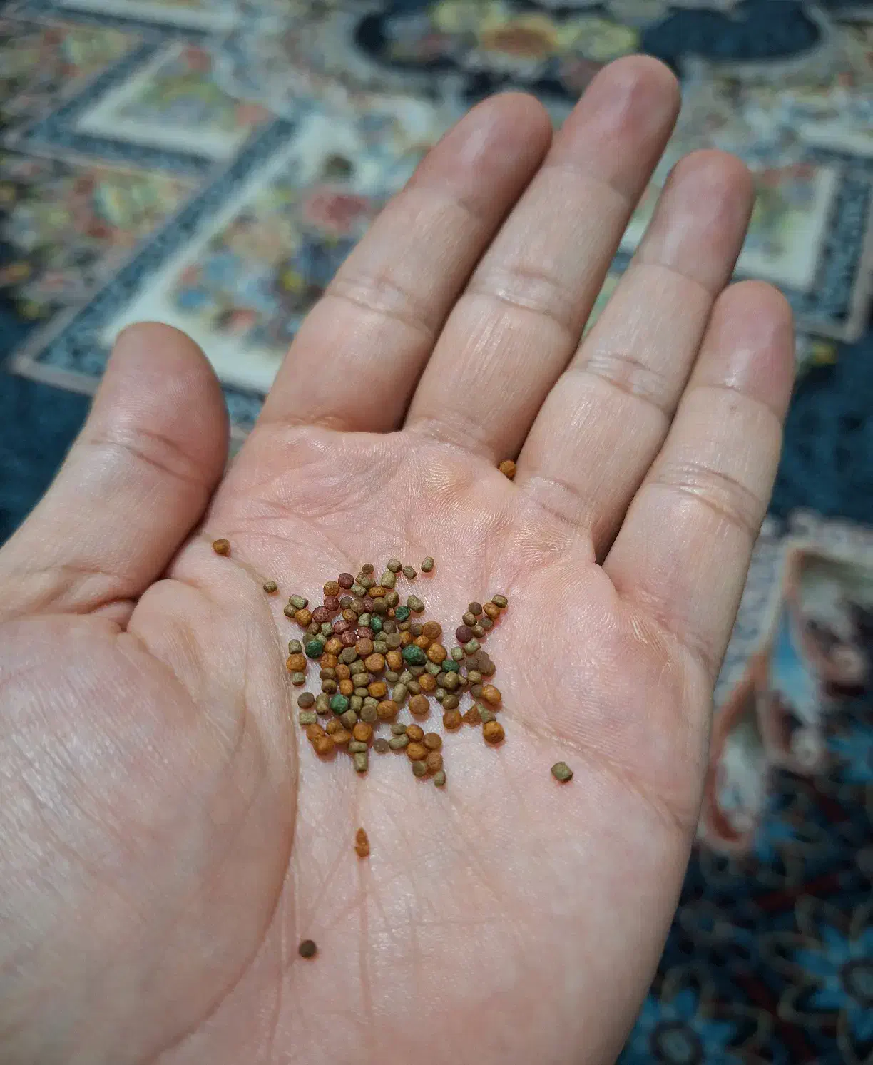 غذا ماهی گوشت خوار|ماهی|شیراز, زرهی|دیوار