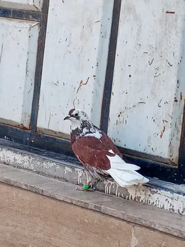 کفتر پرشی|پرنده|حمیدیا, |دیوار