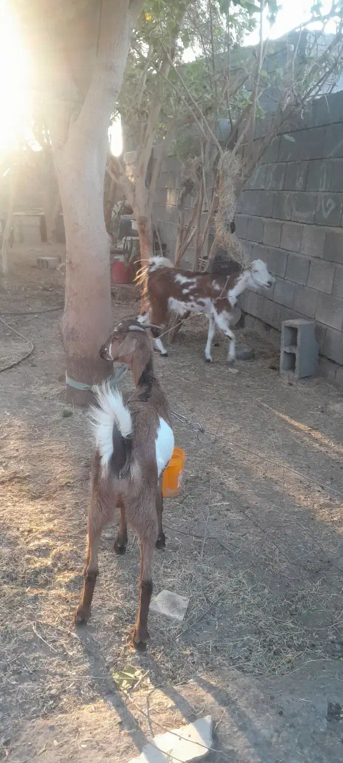 فروش دوعددتالی بزرگ|حیوانات مزرعه|میناب, |دیوار