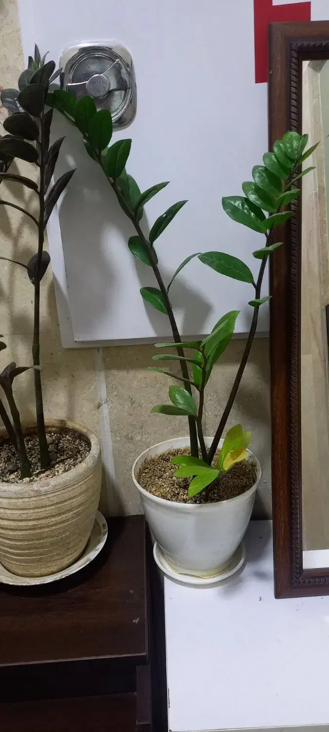 گل زاموفیلیا|گل و گیاه طبیعی|تهران, استقلال|دیوار