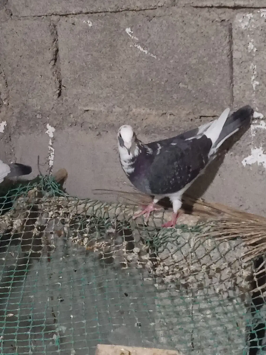 کبوتر پلاکی|پرنده|برازجان, |دیوار