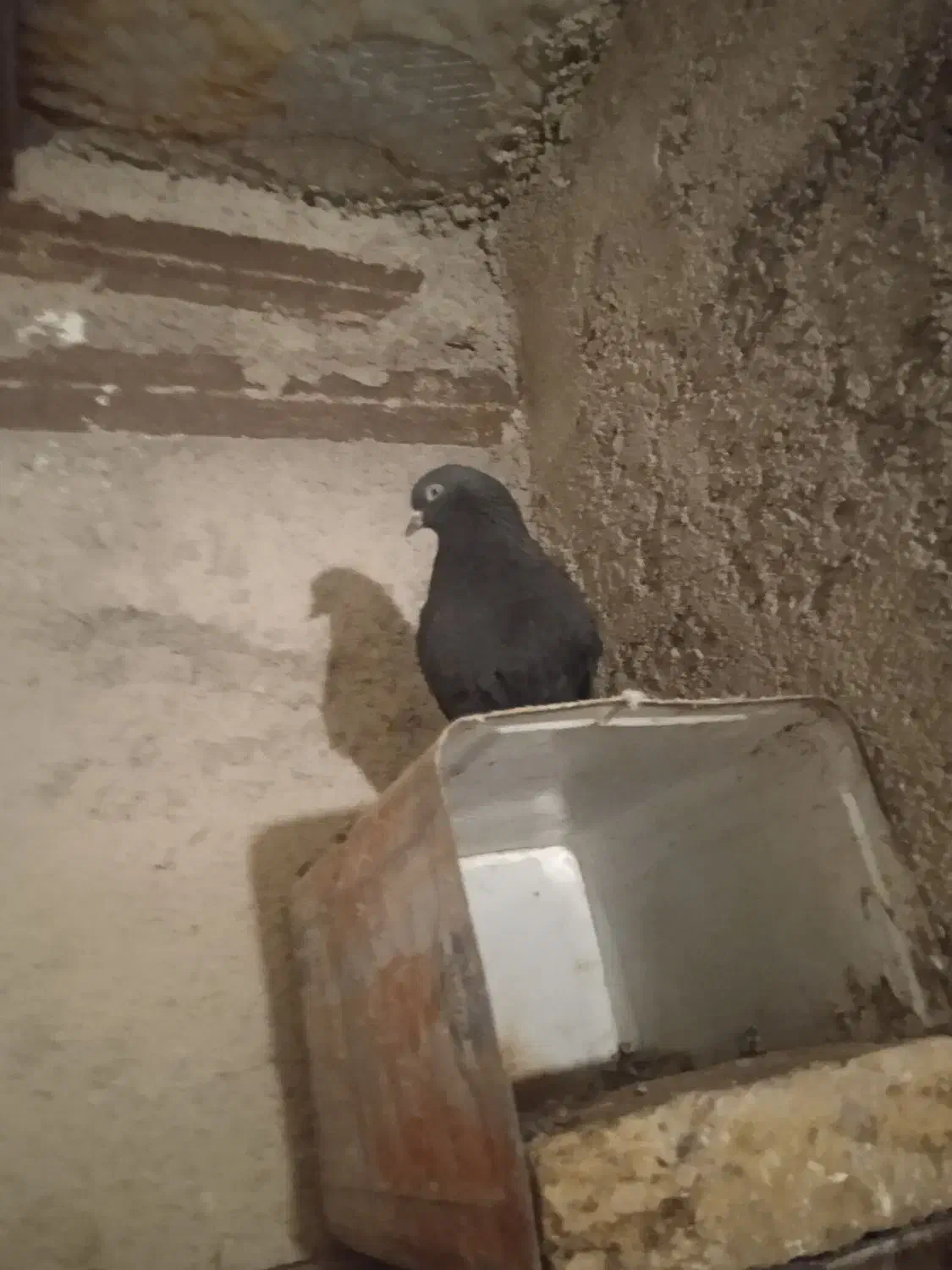 کبوتر پرشی وپلاکی|حیوانات|اشتهارد, |دیوار