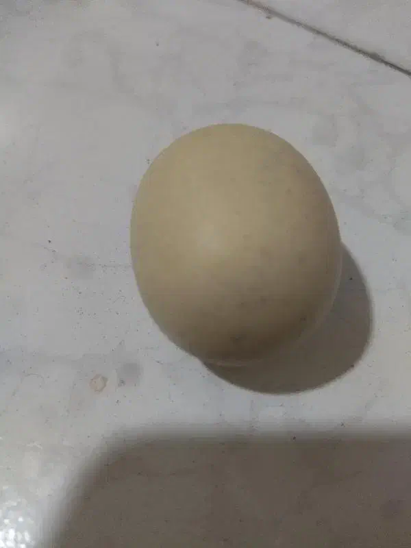 سنگ اسیاب الماس اصلی با تست|کلکسیون اشیاء عتیقه|مشهد, بهمن|دیوار