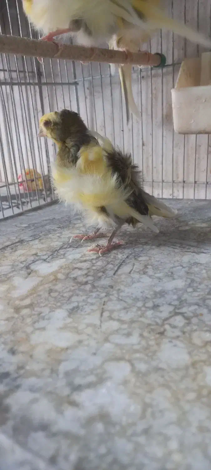 فروش قناری|پرنده|الوند, |دیوار