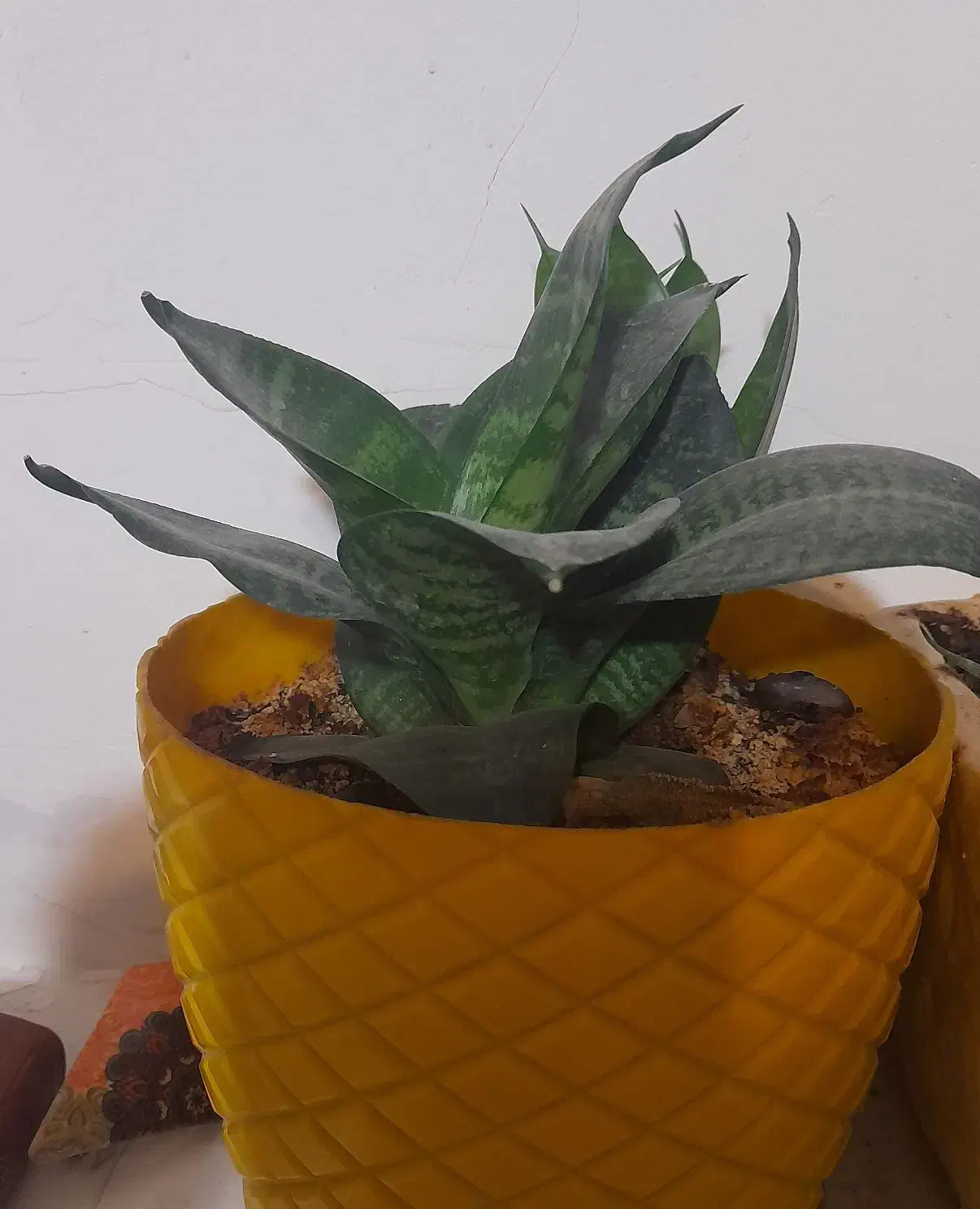 سانسورها پا‌کوتاه و کراواتی ابلغ|گل و گیاه طبیعی|قم, صفائیه|دیوار