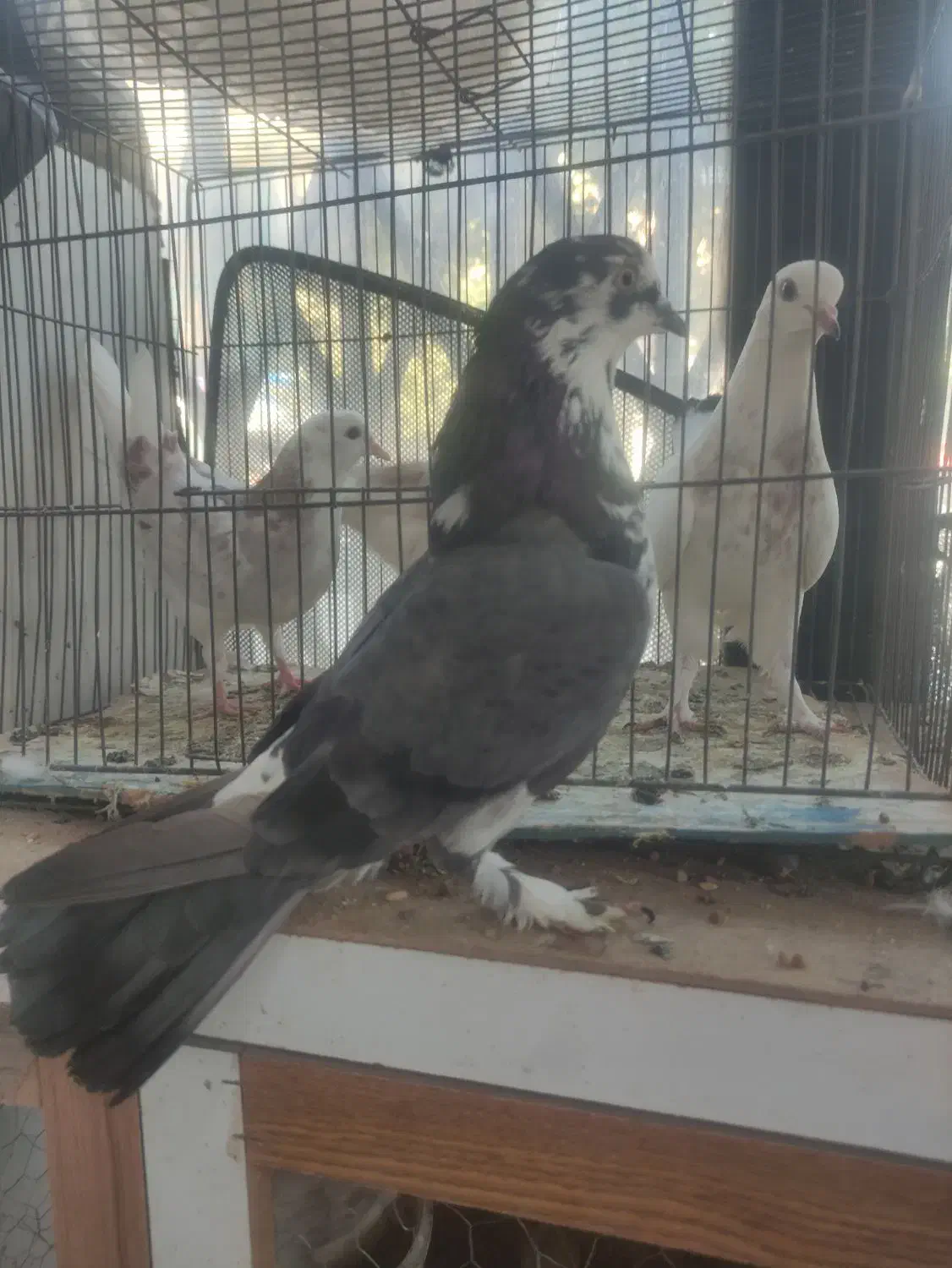 کبوتر پرشی به شرط|پرنده|چهارباغ, |دیوار