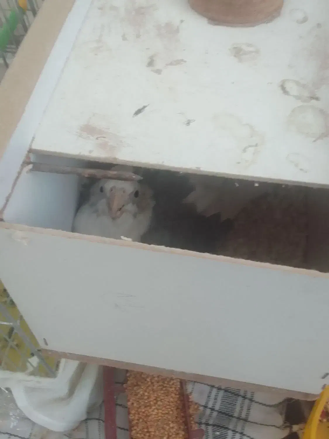 عروس هلندی|پرنده|بناب, |دیوار