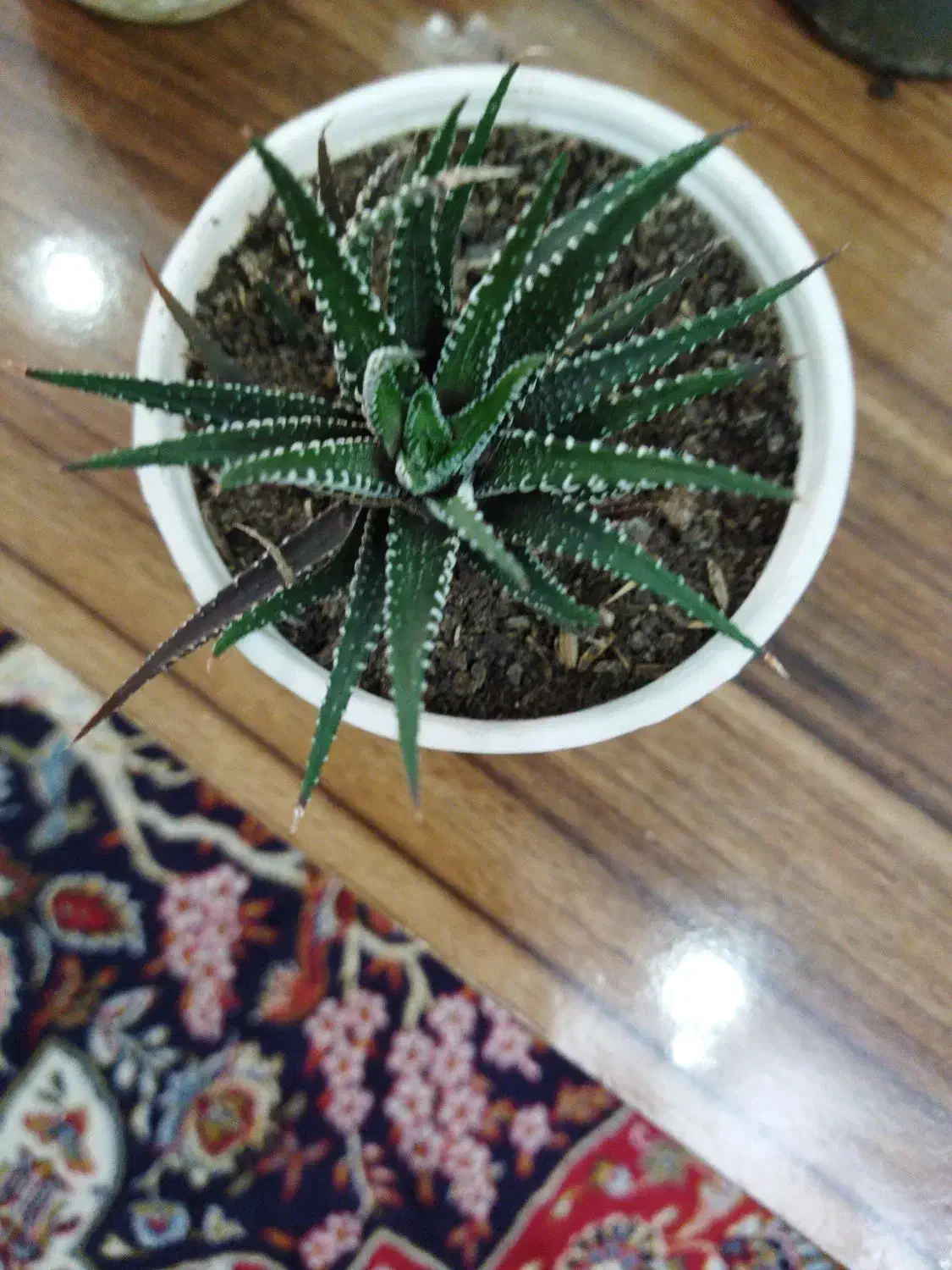 گلهای کاکتوس|گل و گیاه طبیعی|رشت, حافظ آباد|دیوار