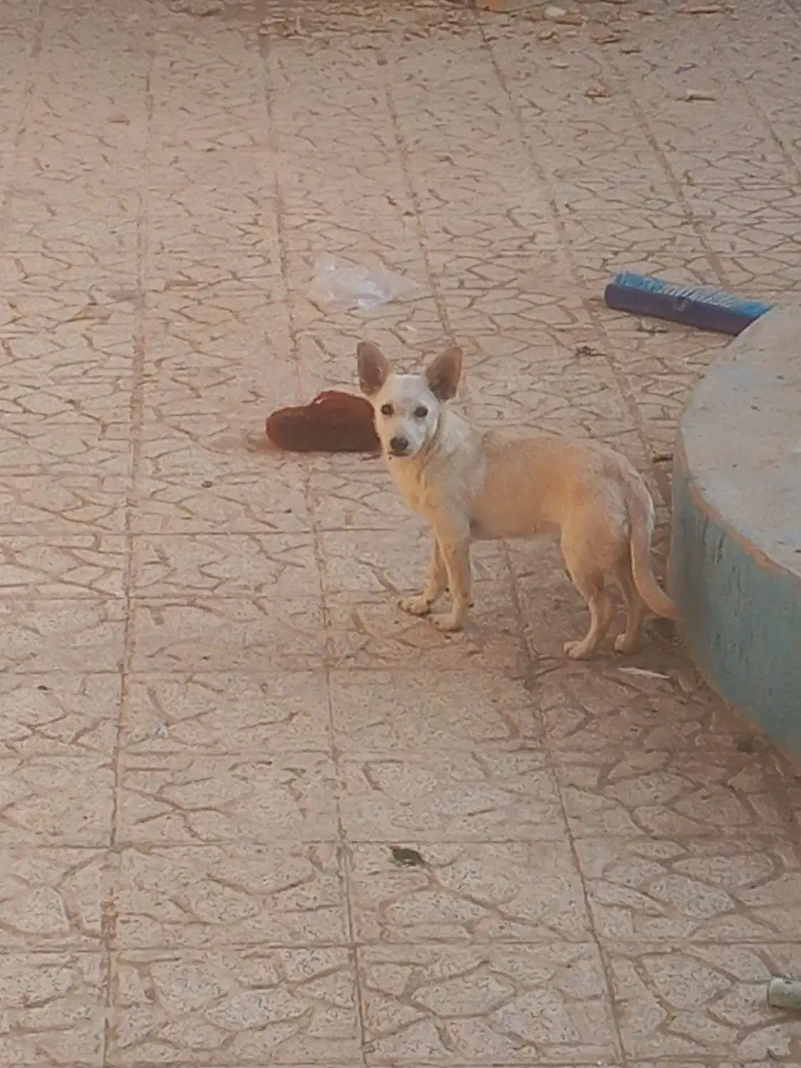 اشپیتز روباهی|سگ|یزد, |دیوار