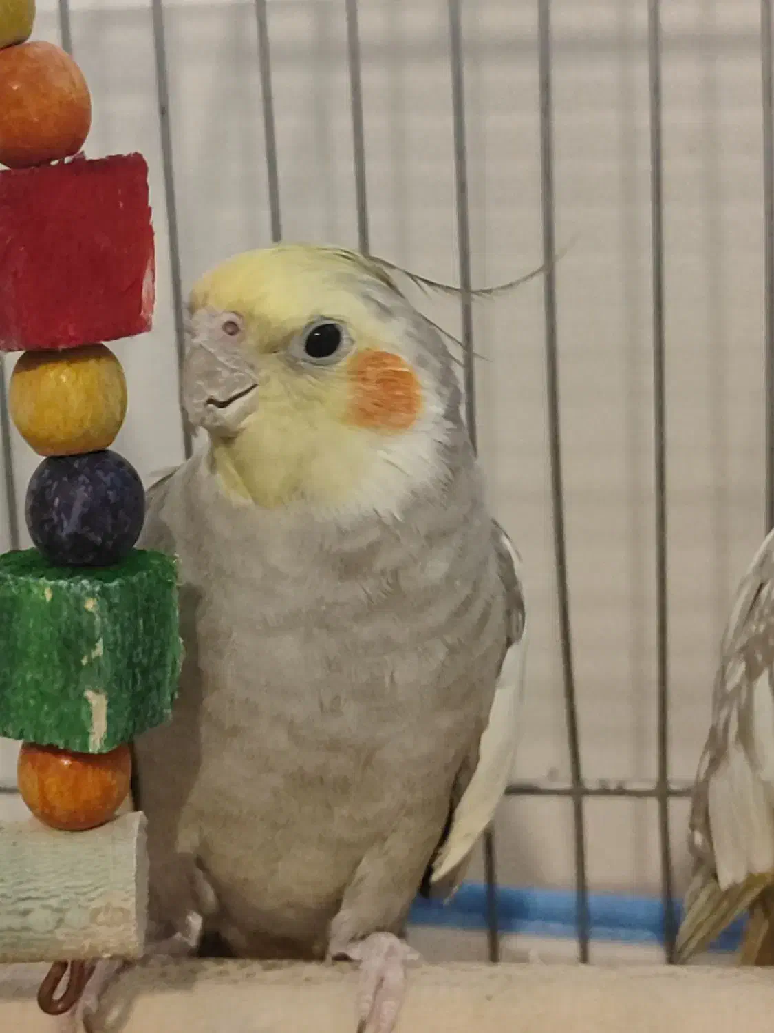 عروس هلندی فروش فوری|پرنده|زرقان, |دیوار