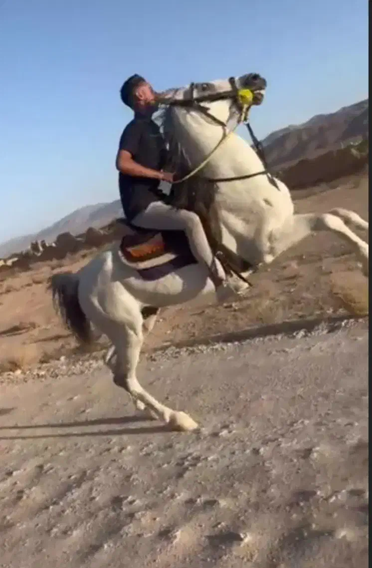 سوار کار اسب|خدمات آموزشی|نی‌ریز, |دیوار