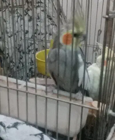 عروس هلندی نر|پرنده|ری, شهرک نظامی|دیوار