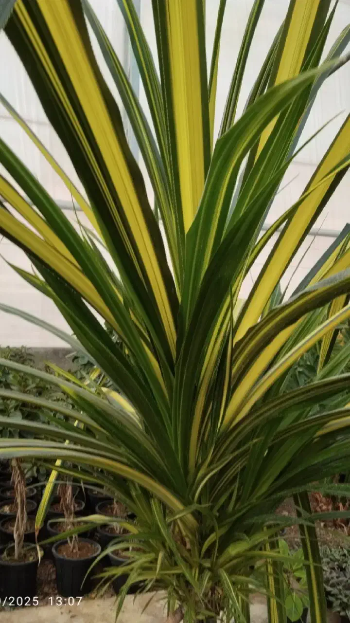 گل طبیعی پاندانوس|گل و گیاه طبیعی|شاهین دژ, |دیوار