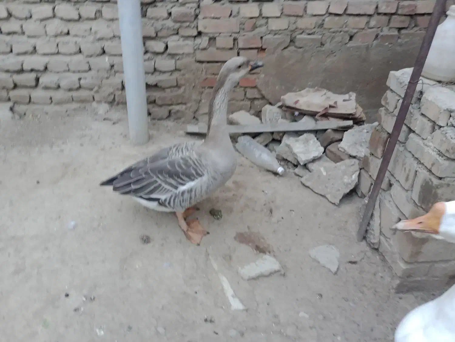 غاز ماده تخم گذار فروشی.حاجی کلاته|حیوانات مزرعه|سنگدوین, |دیوار