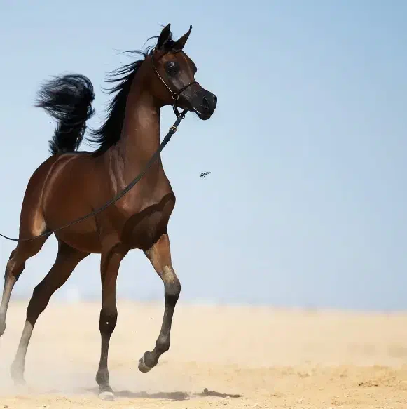 خریدوفروش اسب|اسب و تجهیزات اسب‌سواری|سردرود, |دیوار