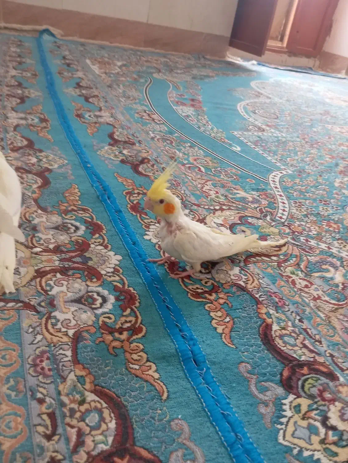 عروس هلندی|پرنده|زهک, |دیوار