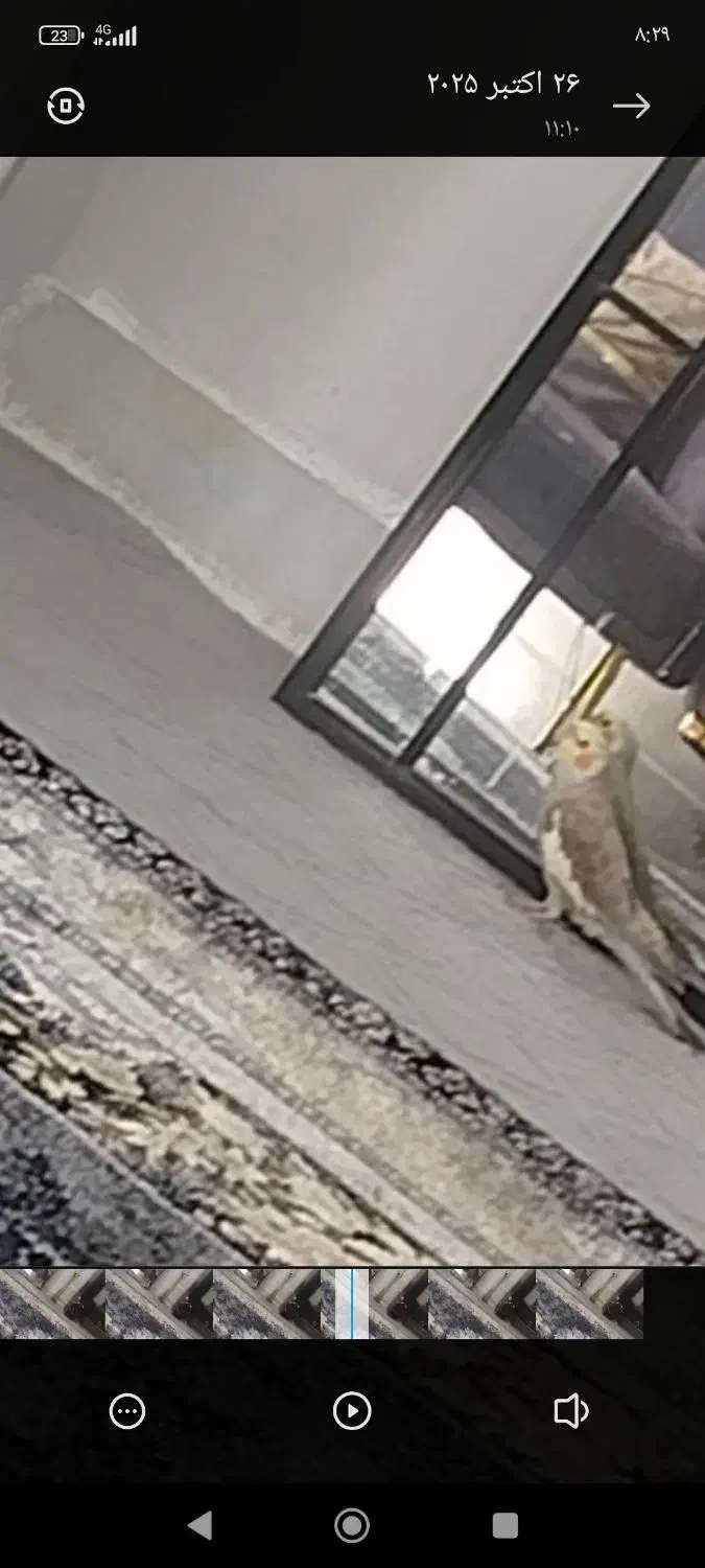 این عروس هلندی گمشده|حیوانات|فسا, |دیوار