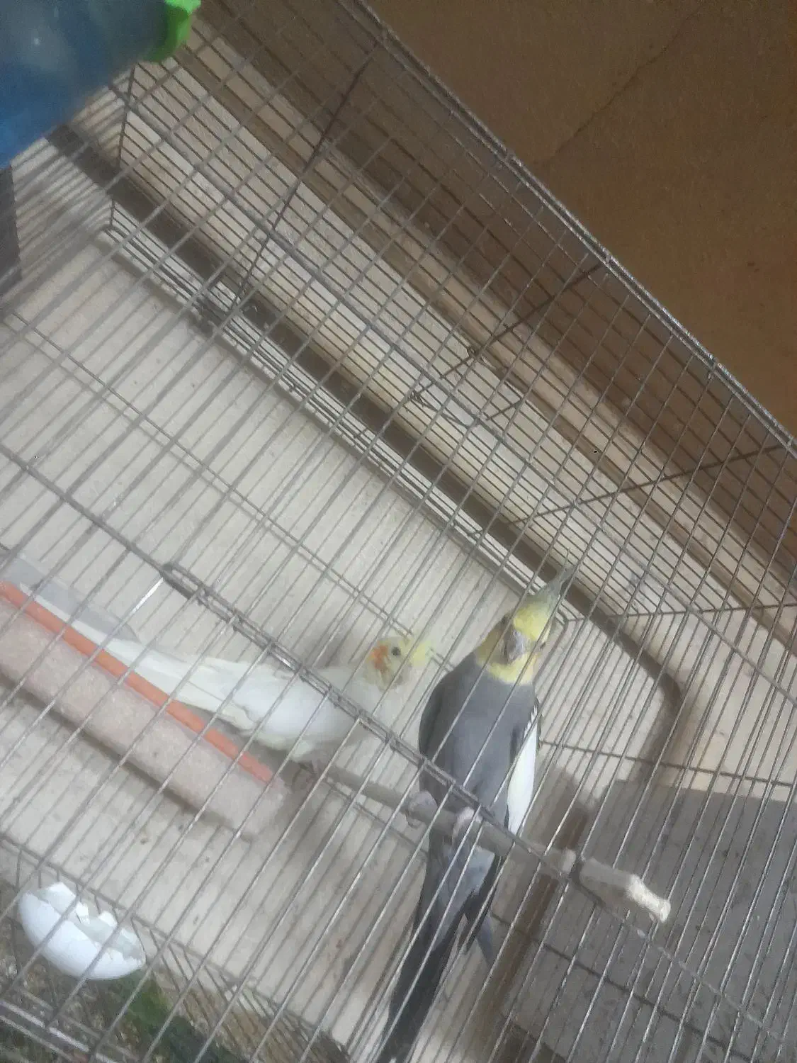 عروس هلندی در همه نژاد|پرنده|باسمنج, |دیوار