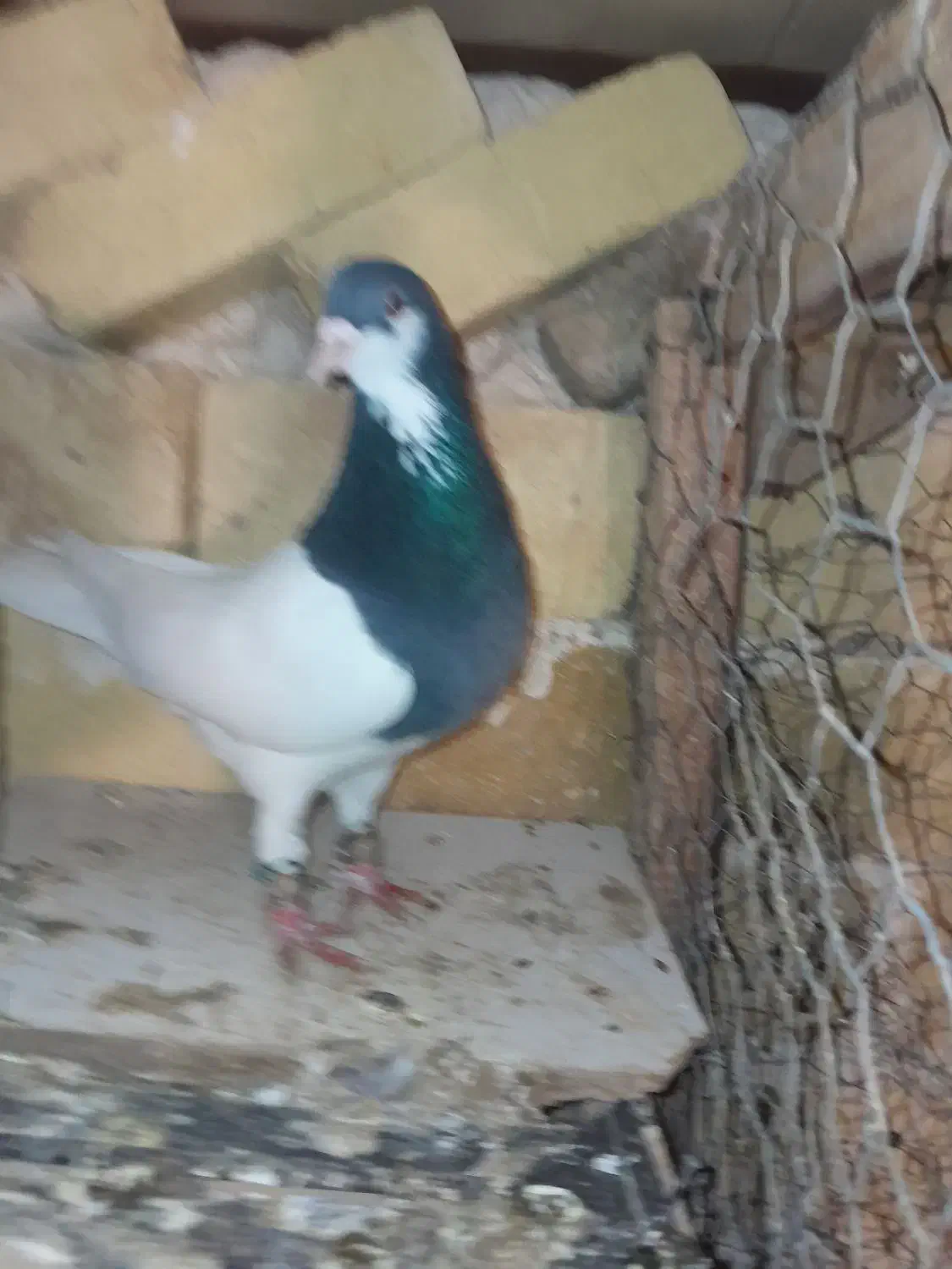 جفت شصطی نروماده|پرنده|تاکستان, |دیوار