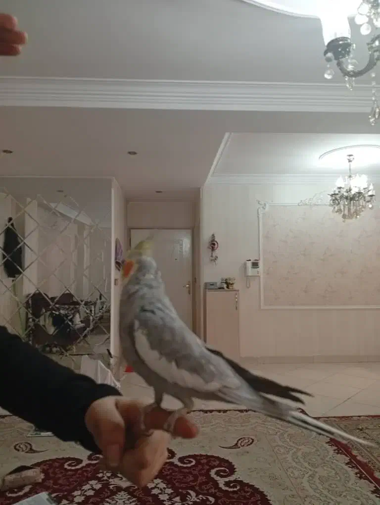 عروس هلندی نر|پرنده|تهران, هفده شهریور|دیوار