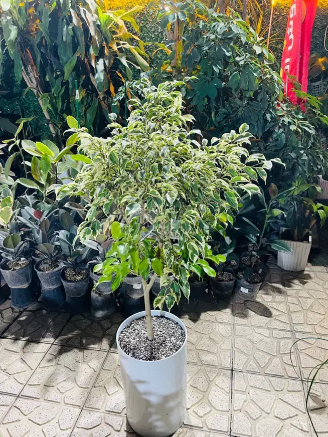 فروش گلهای آپارتمانی با مشاوره|گل و گیاه طبیعی|پردیس, فاز ۴|دیوار