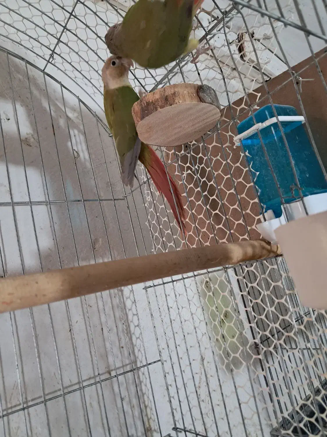 معاوضه گرینچیگ سالم|پرنده|اقبالیه, |دیوار