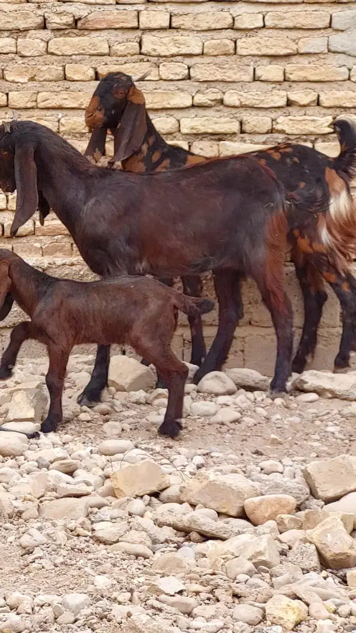 بز کاموری کولار کهره|حیوانات مزرعه|شیراز, حومه شیراز|دیوار