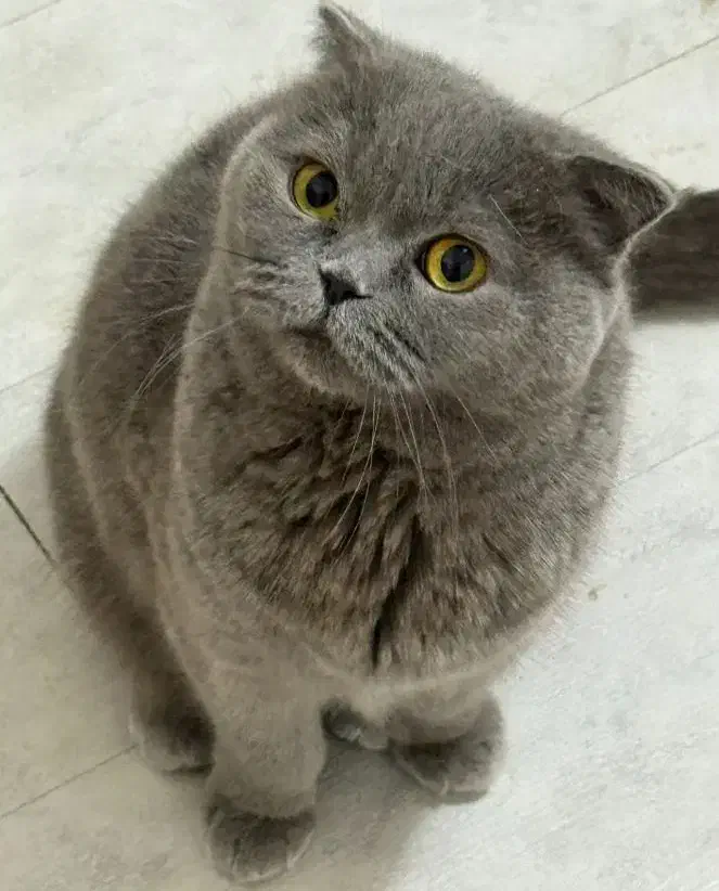 اسکاتیش یک ساله نر|گربه|بومهن, |دیوار