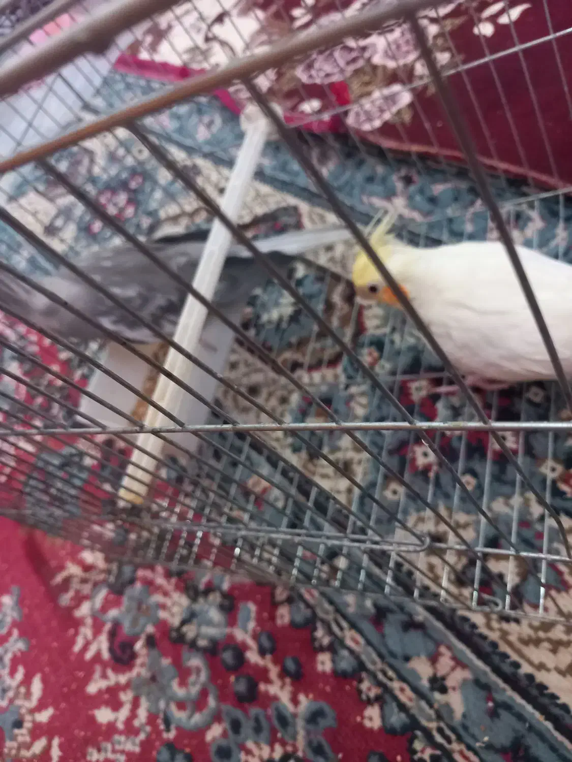 عروس هلندی|پرنده|آبیک, |دیوار