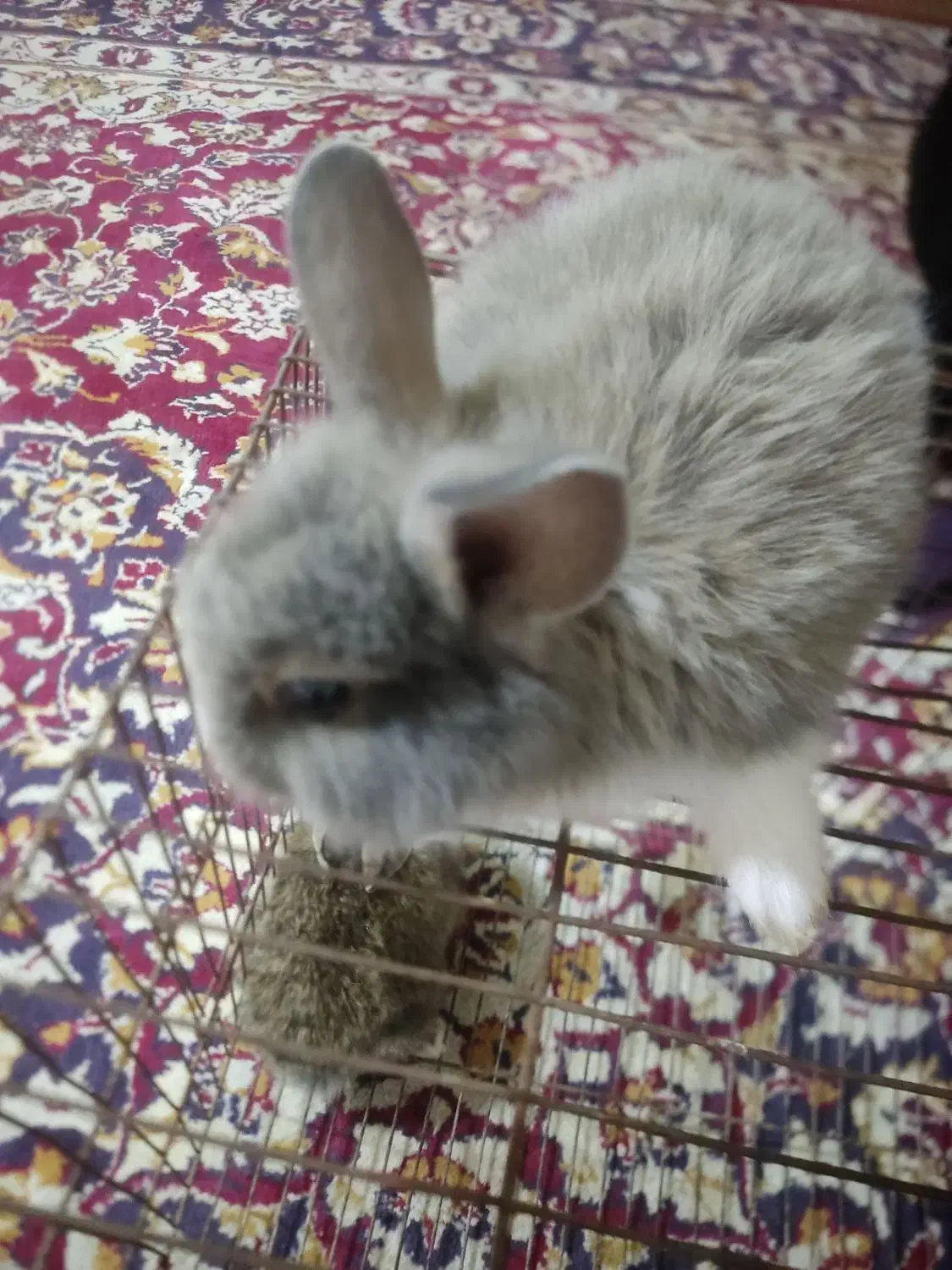 بچه خرگوش نیم لوپ|موش و خرگوش|کرمان, |دیوار