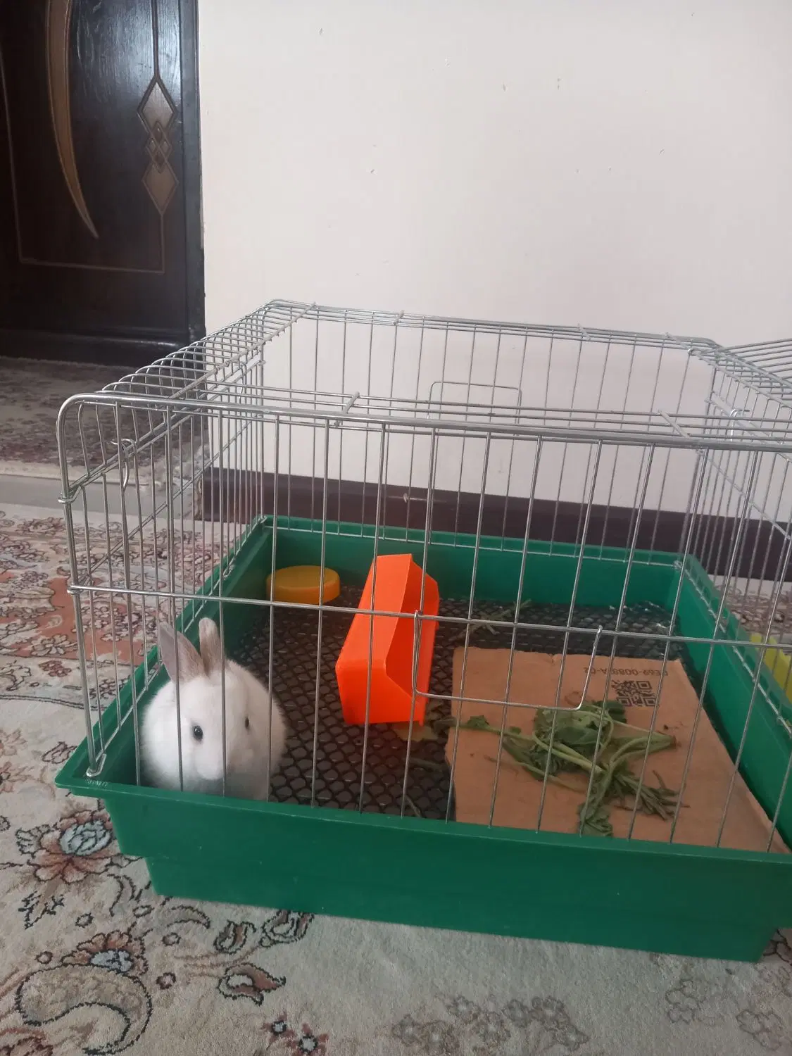 خرگوش|موش و خرگوش|اصفهان, شمس آباد|دیوار