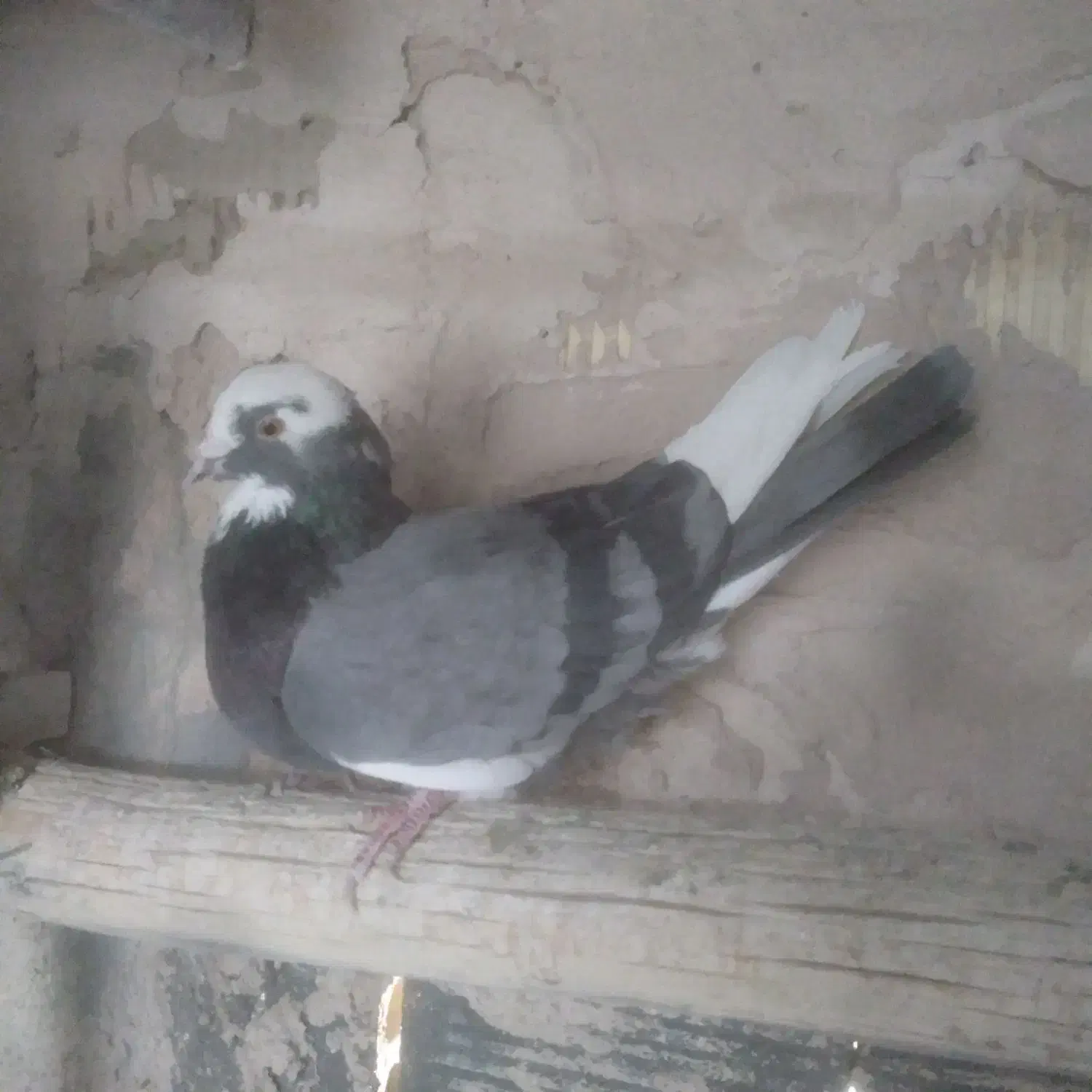 کفتر پرشی شازده|پرنده|خمینیشهر, |دیوار