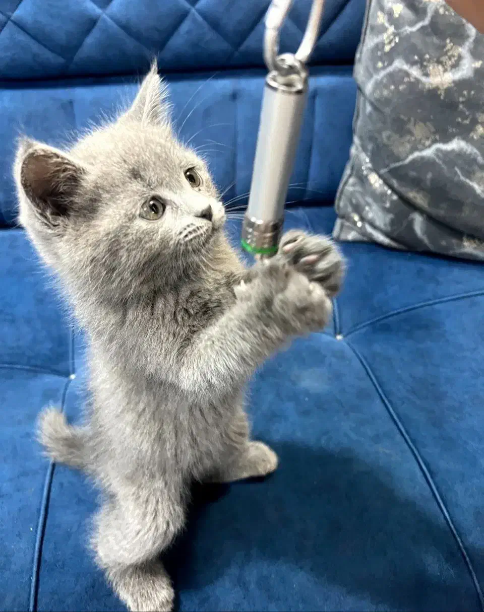 دو گربه بریتیش بلو و مشکی|گربه|اهواز, گلستان|دیوار