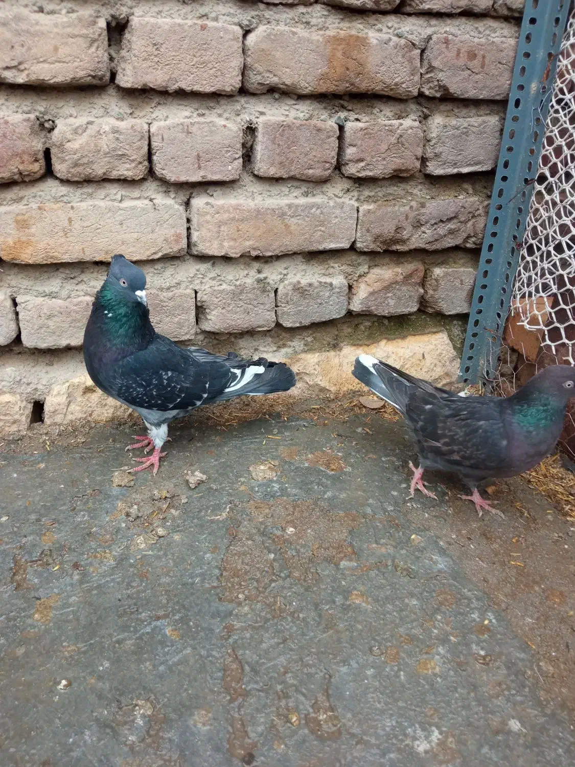 کبوتر|پرنده|نوشین شهر, |دیوار