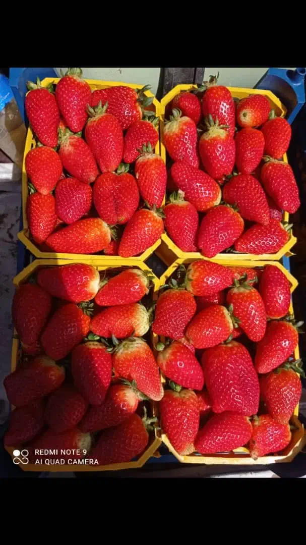 میوه استوایی توت فرنگی میوهای چهار فصل تالار مجالس|خوردنی و آشامیدنی|تهران, میدان میوه و ترهبار مرکزی|دیوار