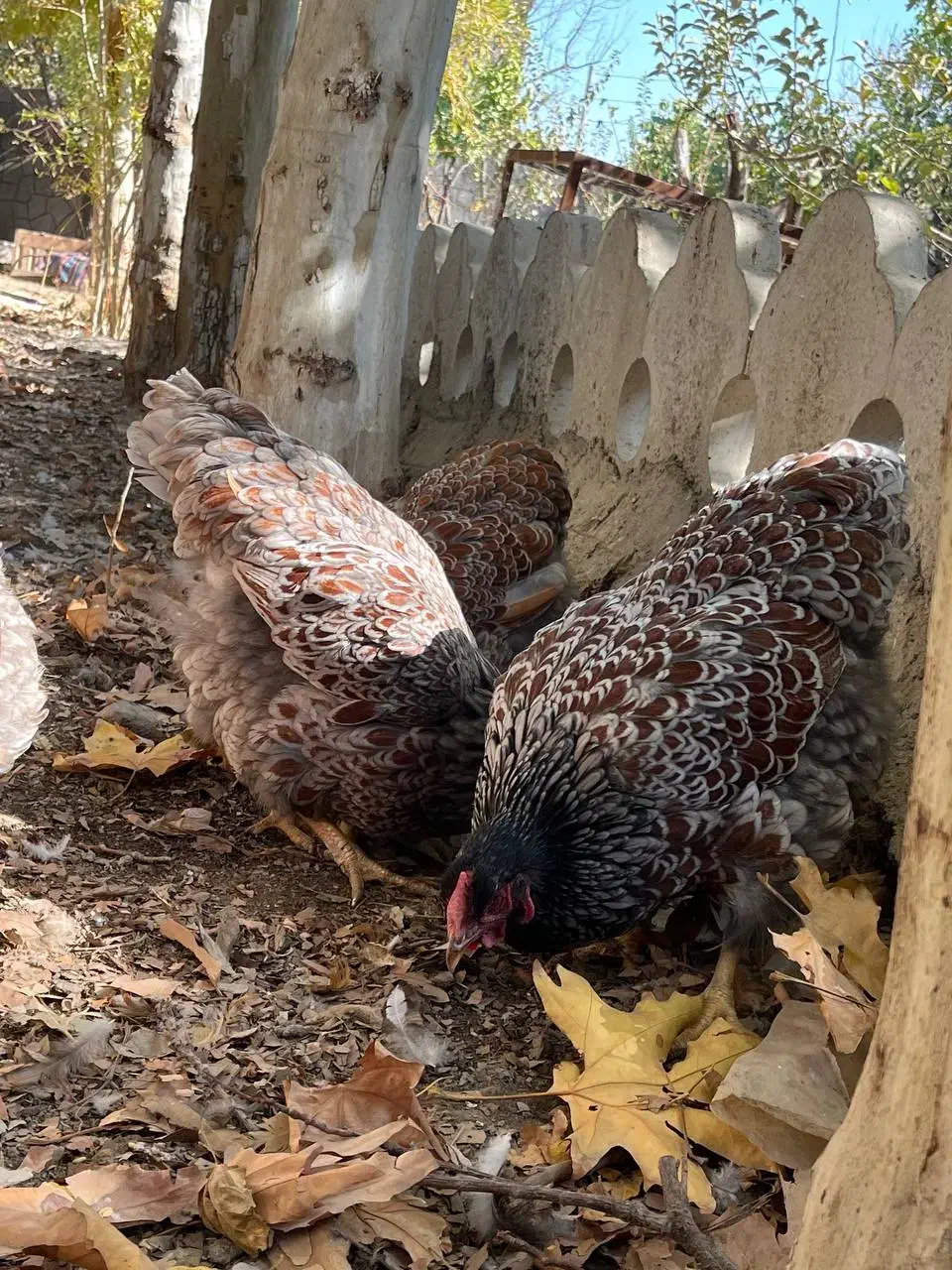 ویاندوت بلورد جی اس جی|حیوانات مزرعه|مشهد, امیریه|دیوار