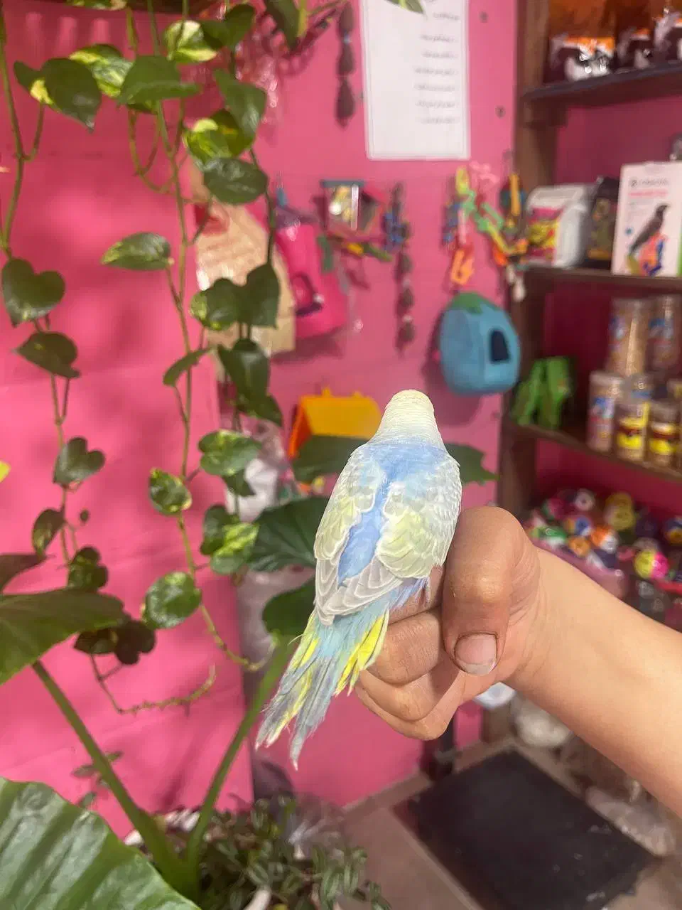 مرغ عشق فول رام|پرنده|محمودآباد, |دیوار