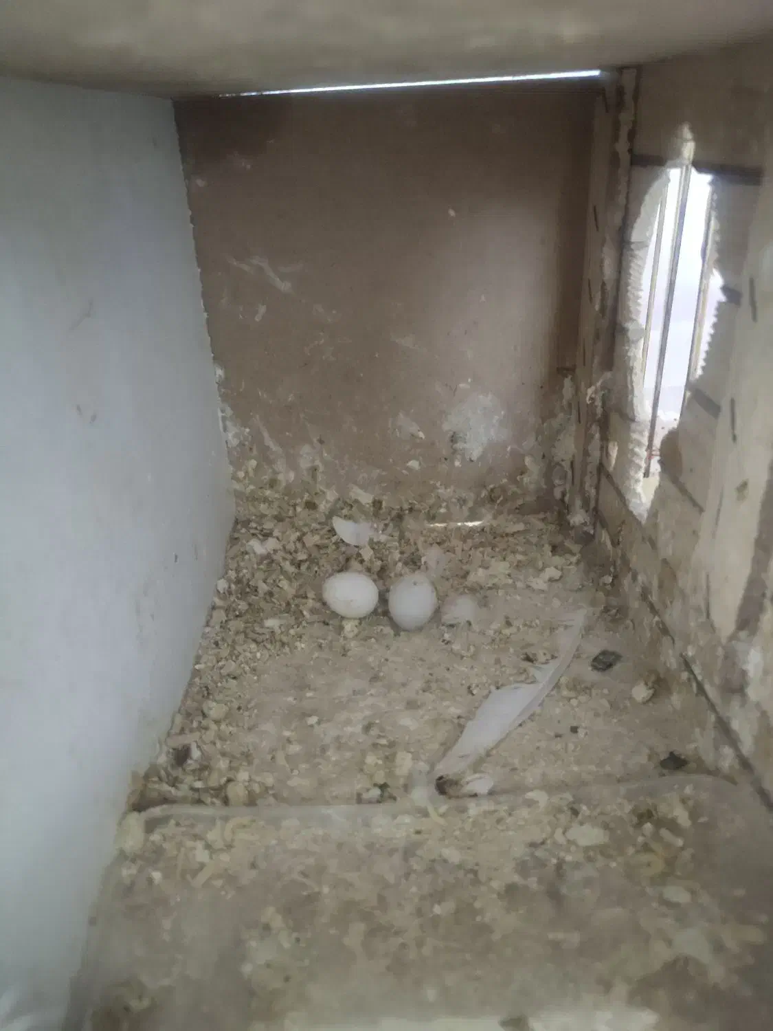 عروس هلندی بالغ وتخم گذار|پرنده|تهران, مسعودیه|دیوار