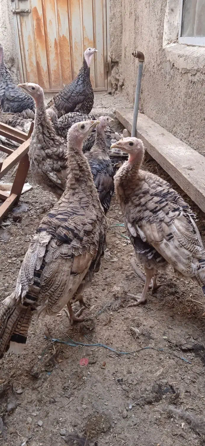 بوقلمون|حیوانات مزرعه|اردبیل, |دیوار