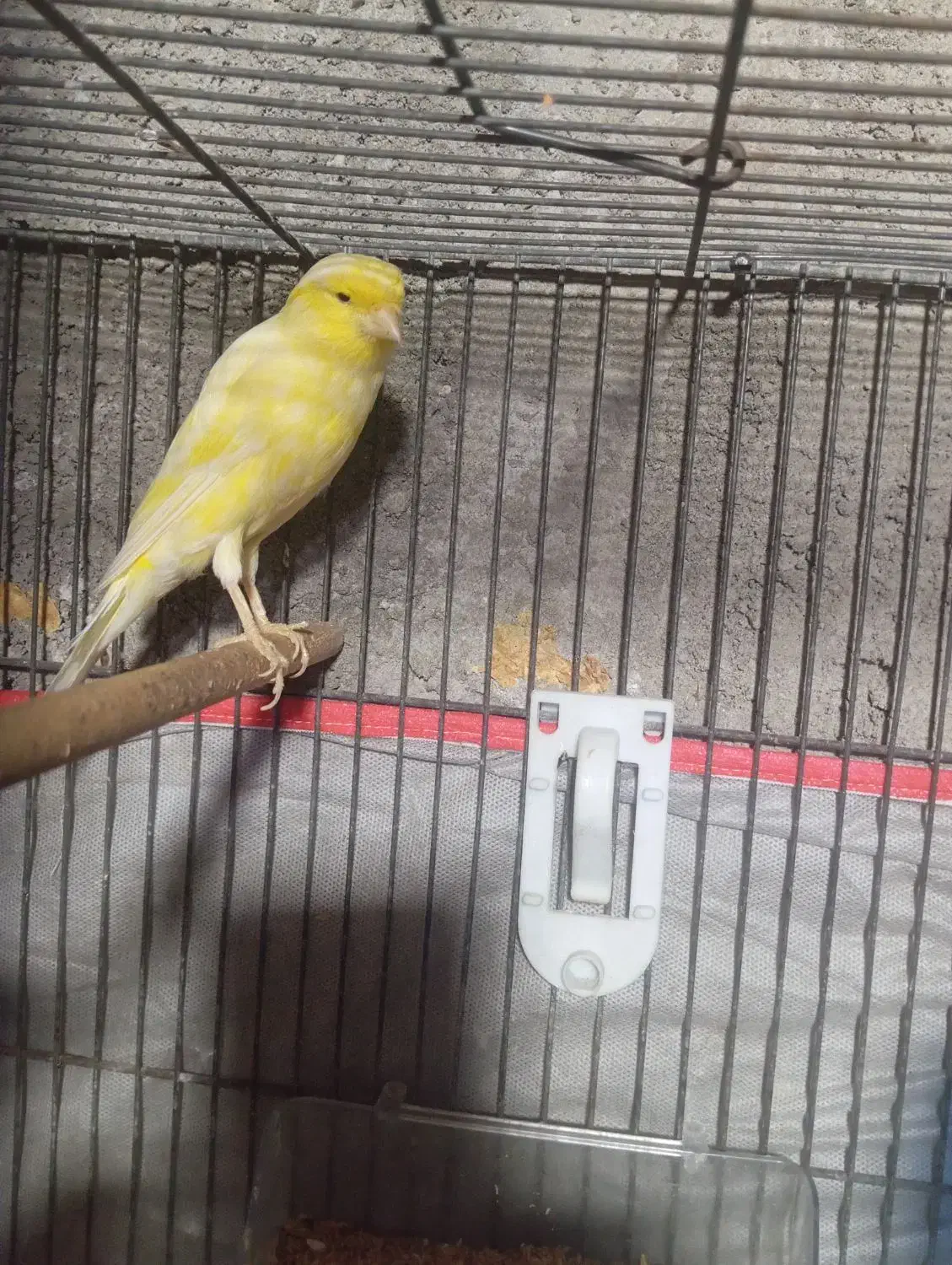 قناری ماده|پرنده|میناب, |دیوار